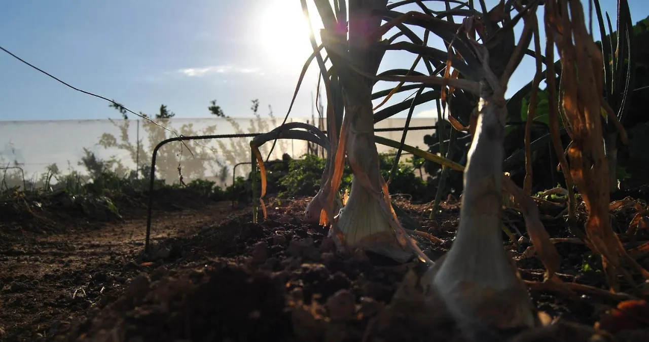 Finca Gaia La Segunda Guía de Isora Spagna