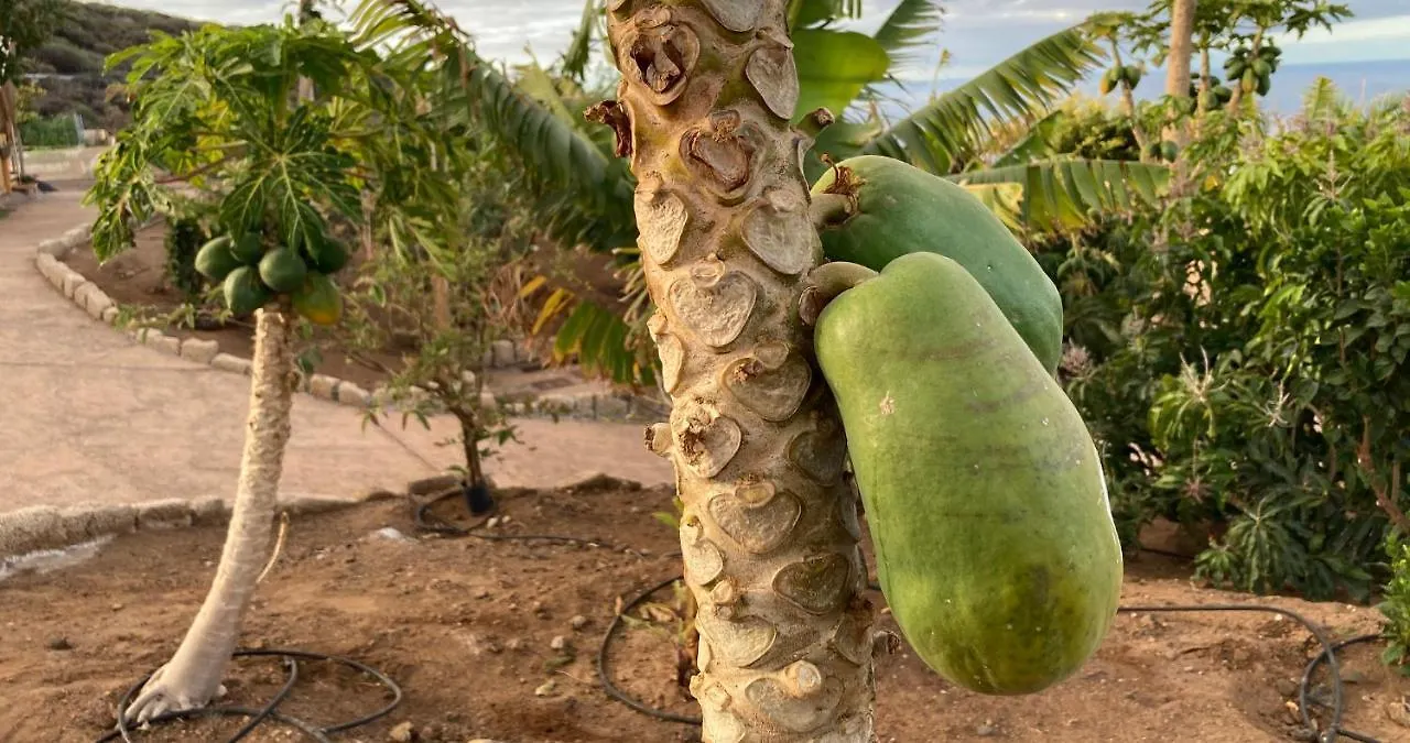 Venkovský dům Finca Gaia La Segunda Guía de Isora