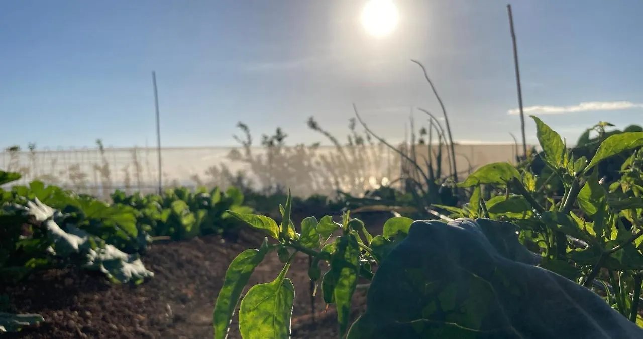 Venkovský dům Finca Gaia La Segunda Guía de Isora