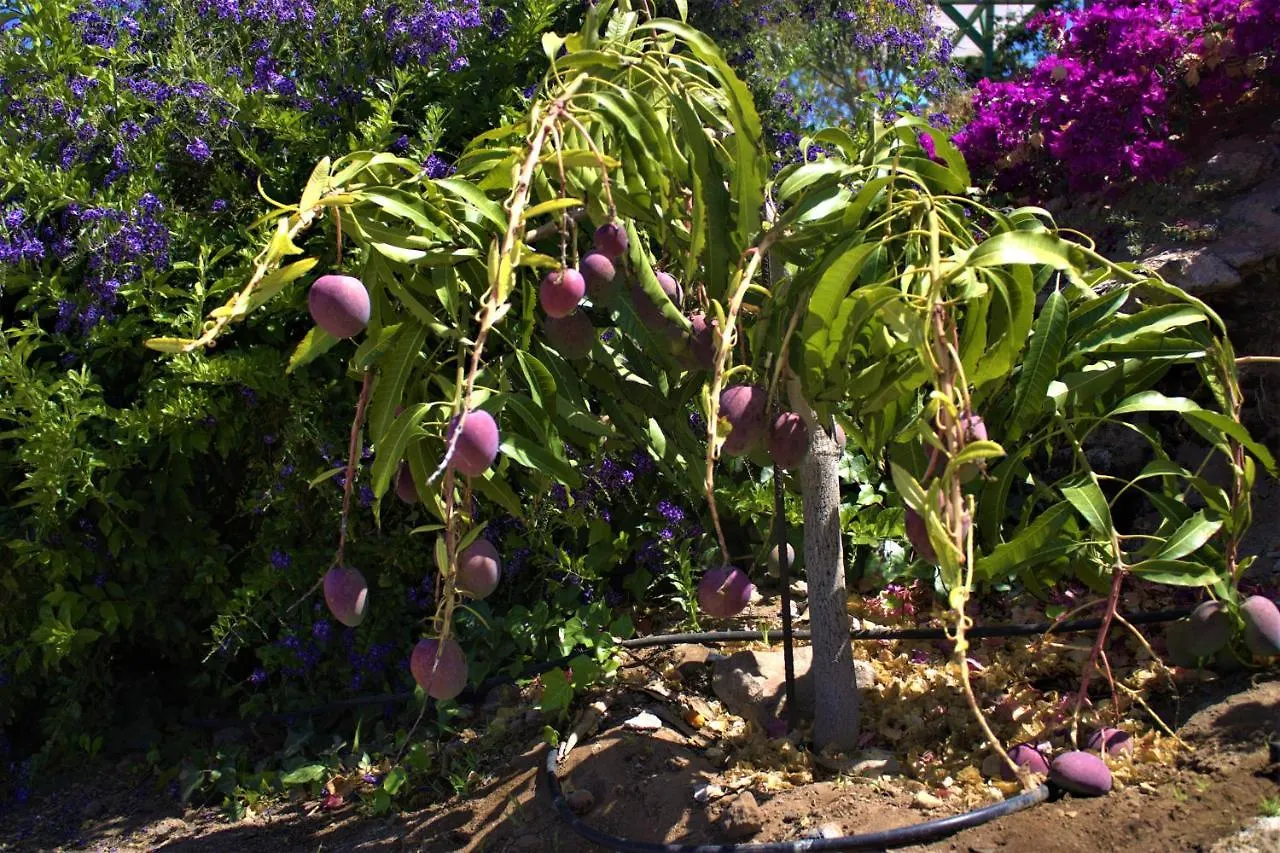Séjour à la campagne Finca Gaia La Segunda Guía de Isora Espagne